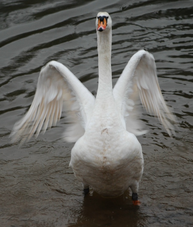 Swan at the riverside