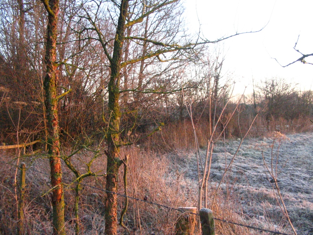 Early morning walk around Up Nately