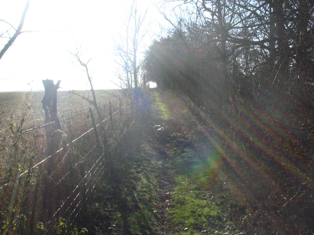 Early morning around Up Nately