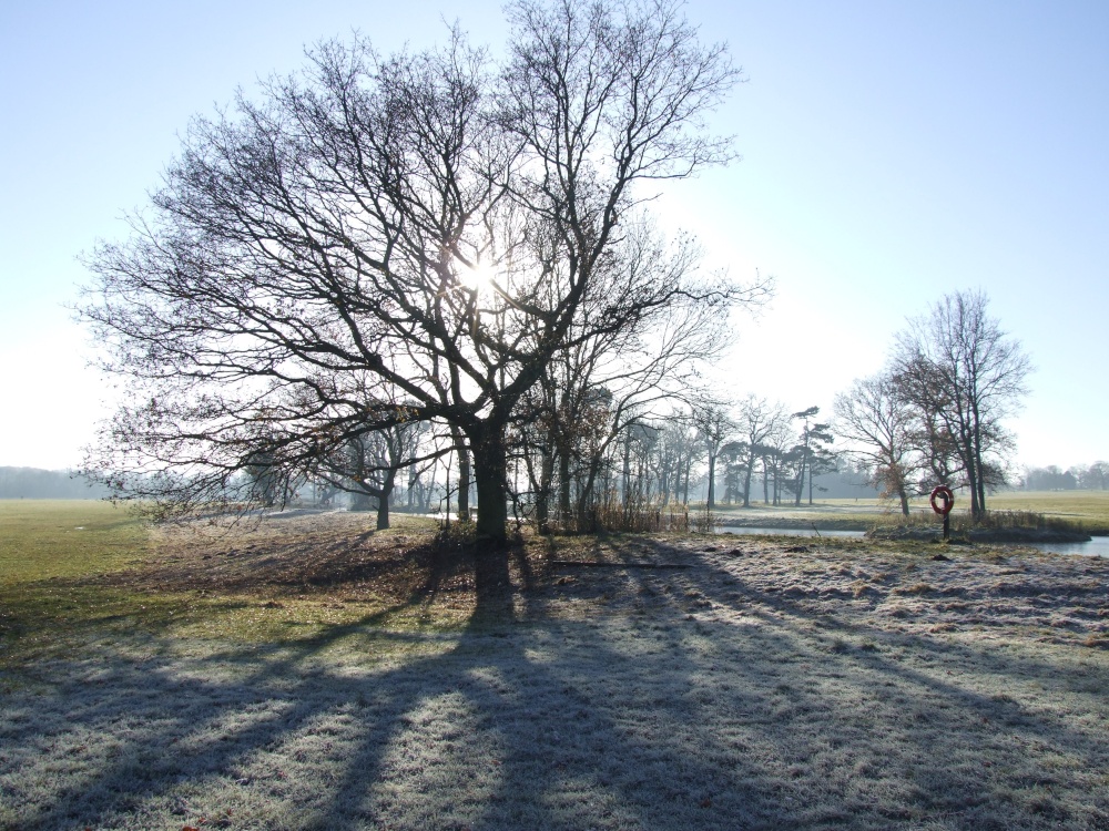 Photograph of Frosty morning at Hylands Park Chelmsford