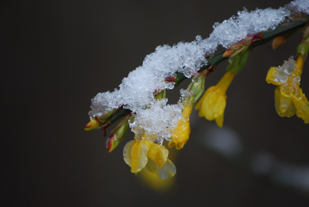 Photograph of Flowers in the snow