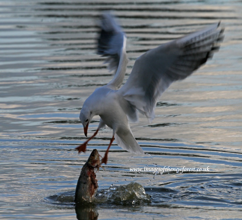 Fish for Supper photo by Roger Hatley