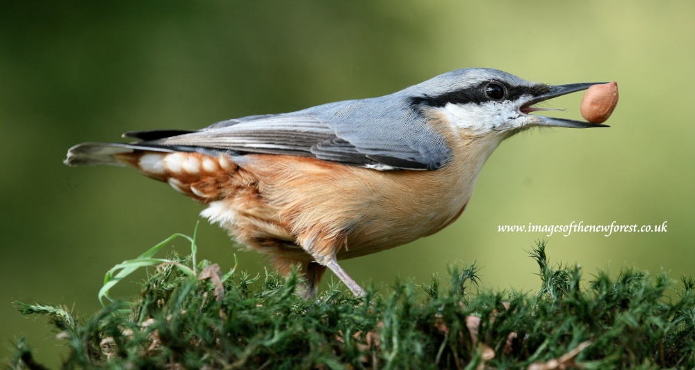 Nuthatch with peanut - New Forest UK photo by Roger Hatley