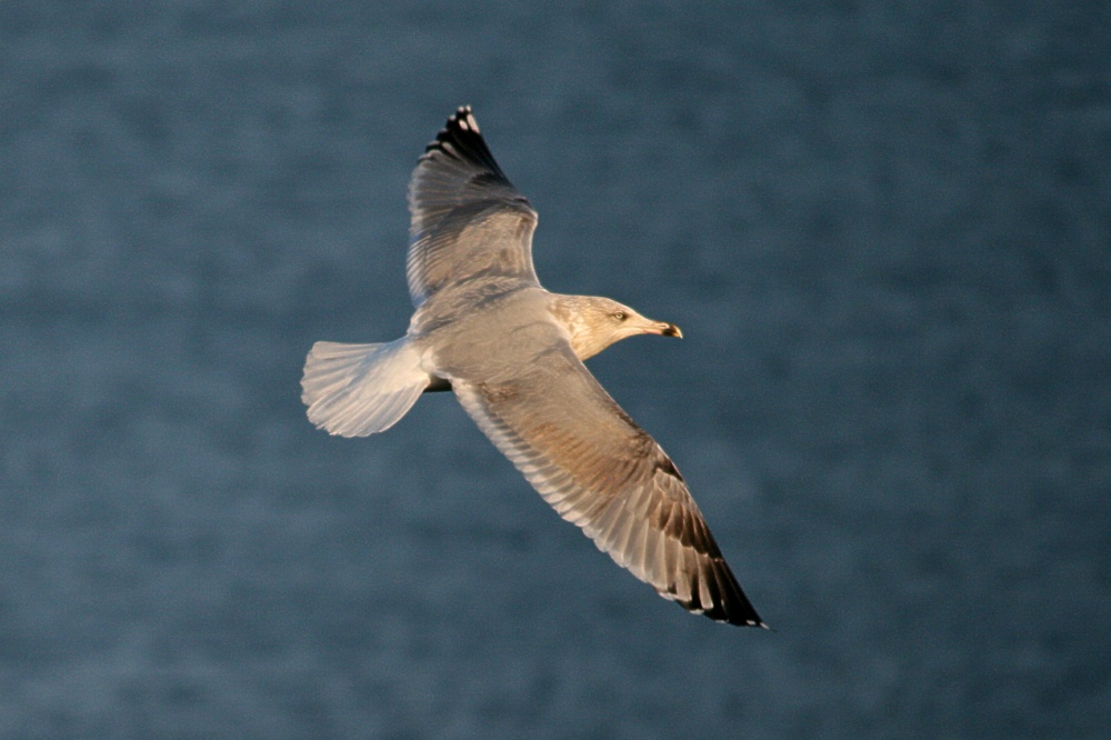 Herring Gull Juvenile.