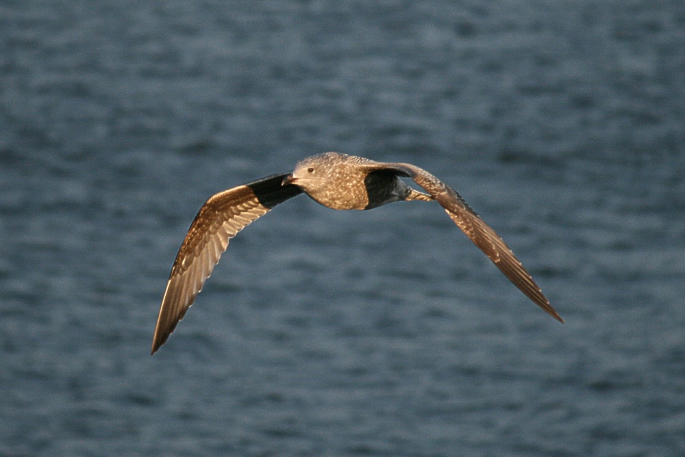 Herring Gull Juvenile.