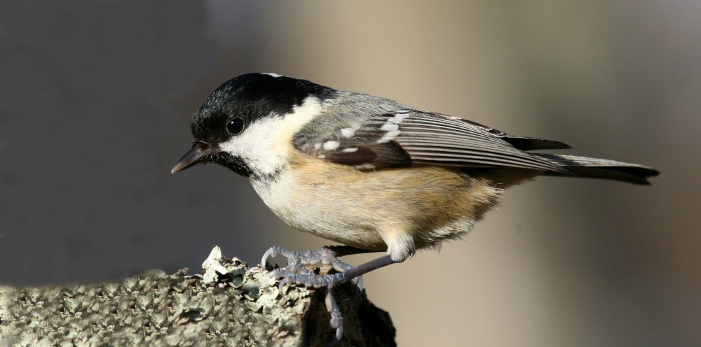 Coal Tit in the New Forest - Hampshire