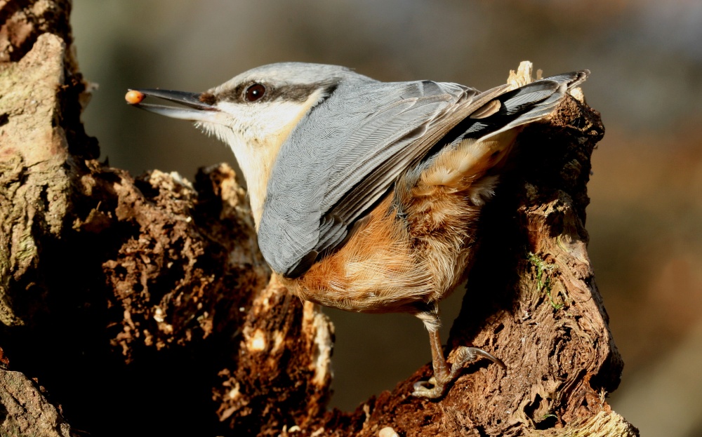 Nuthatch hunting for food