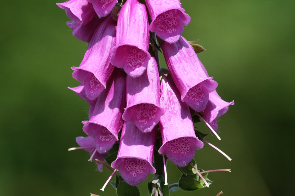 Foxglove in the New Forest