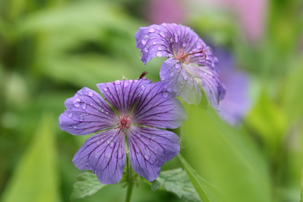 Geranium