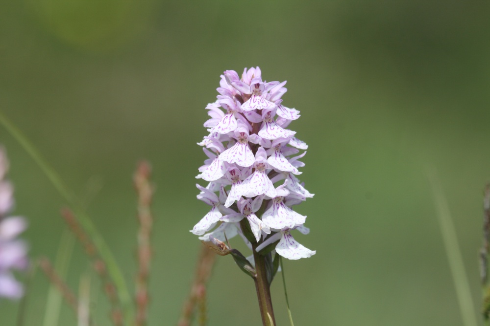 Bog Orchid - New Forest