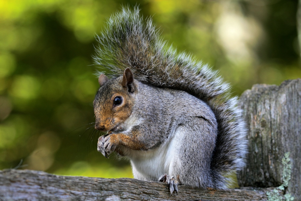 Photograph of Grey Squirrel taking a snack.