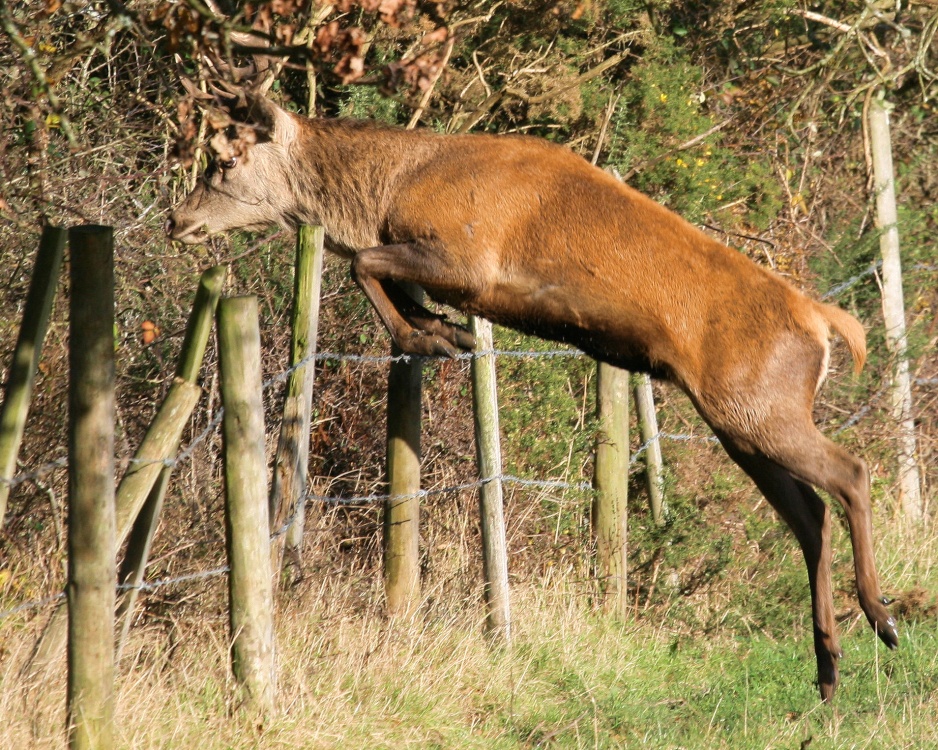 Photograph of The Deer Leap