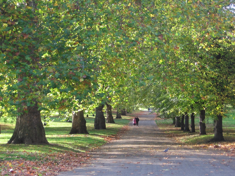 Hyde Park in November