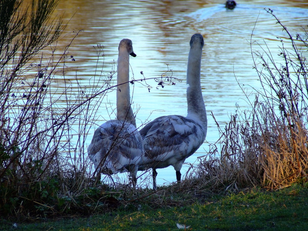 Two young mute swans