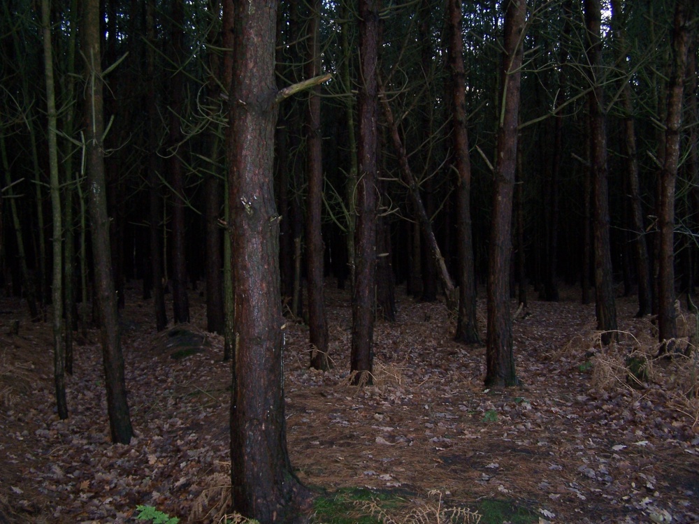 Dense forest woodland at Delamere photo by Edyta Cesarz