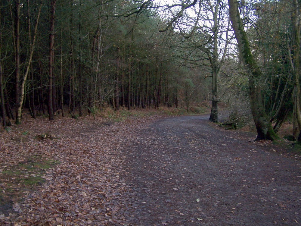 One of the many walkways through Delamere Forest