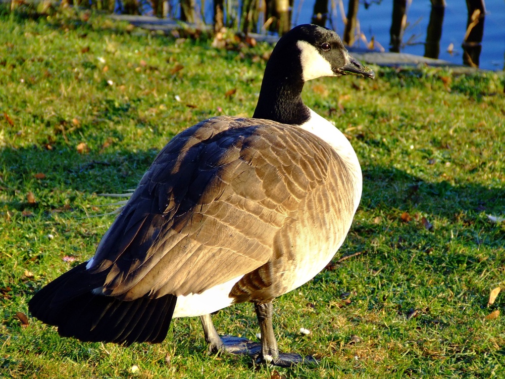 Canada goose....branta canadensis