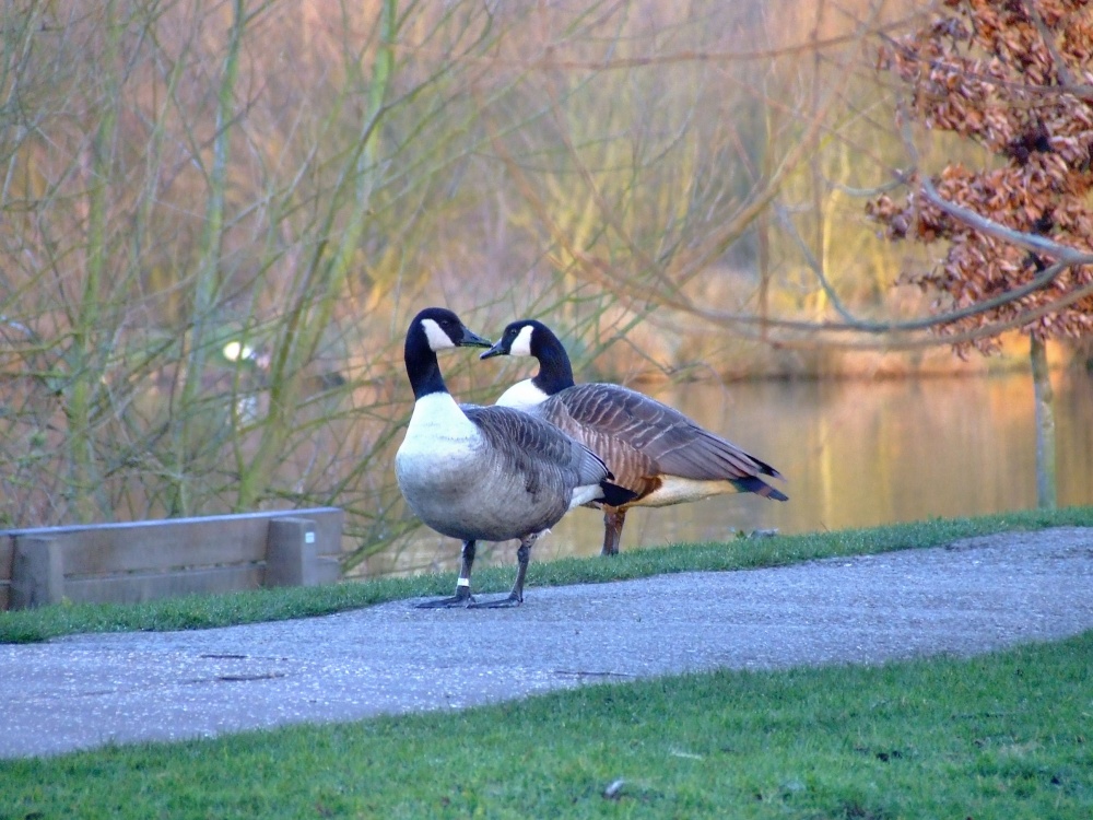 Photograph of Canada geese on a chilly Suffolk morning