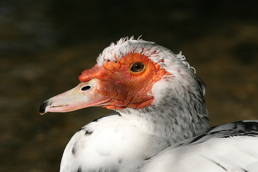 Photograph of Muscovy Duck