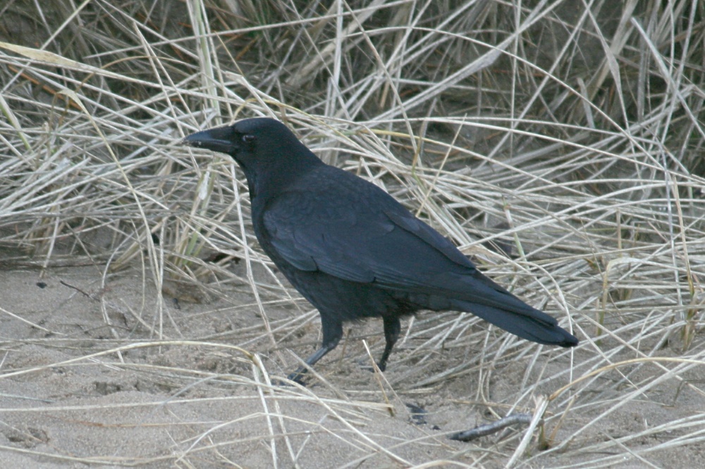 Carrion Crow.
