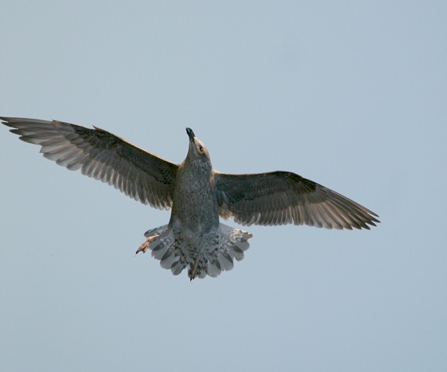 Herring Gull, Juvenile.