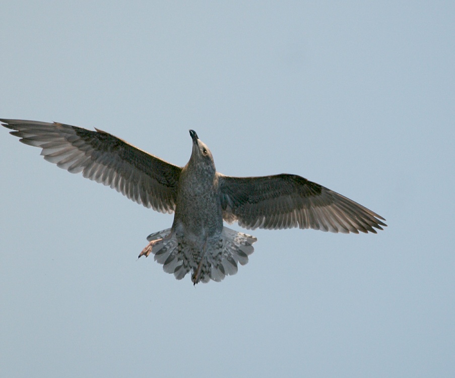 Herring Gull, Juvenile.