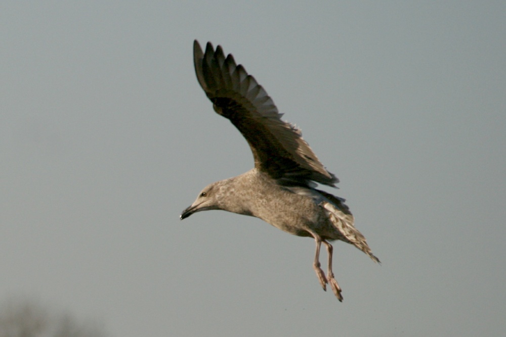 Herring Gull, Juvenile.