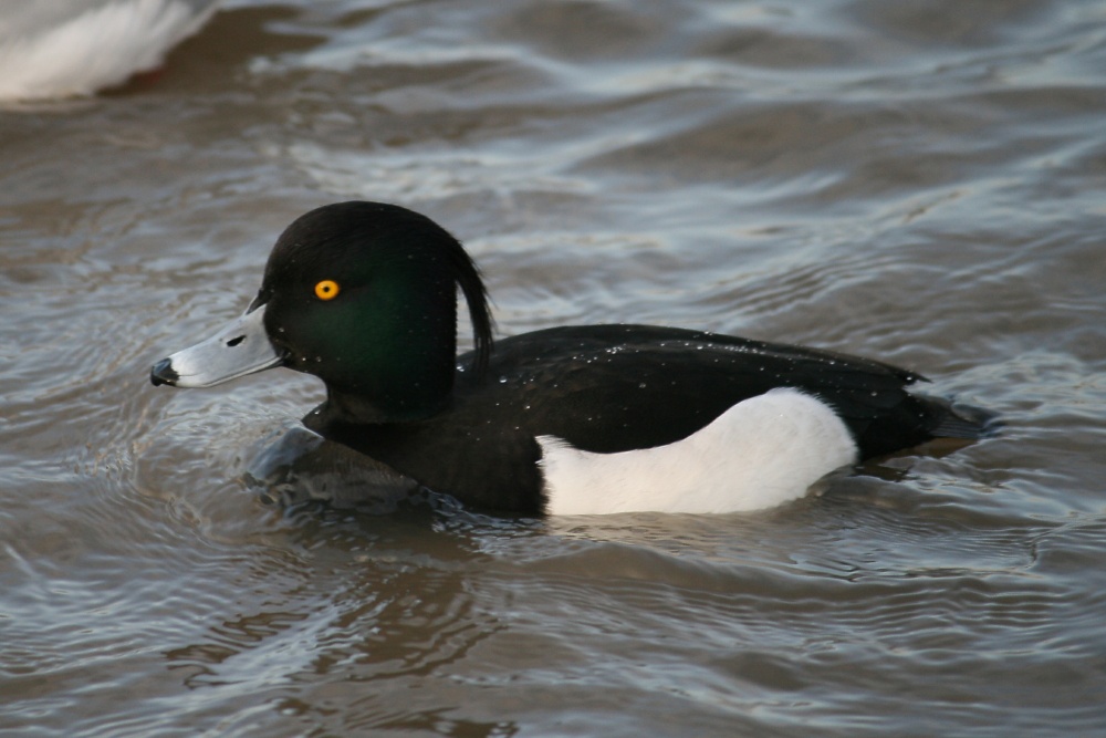 Tuffed Duck, male.