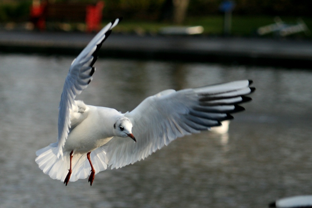 Black Headed Gull