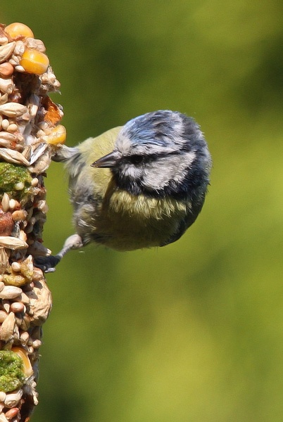Blue Tit