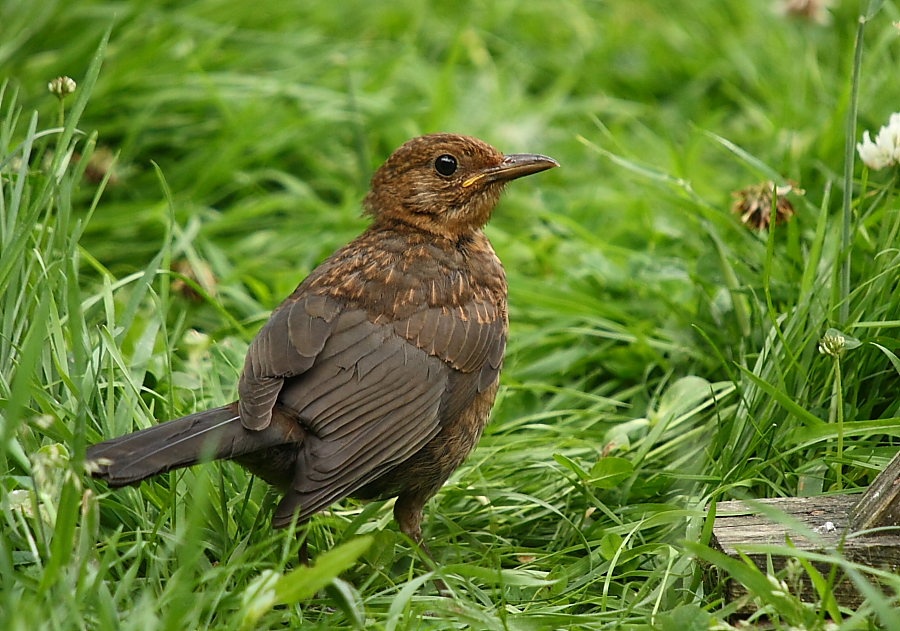Photograph of Young Blackbird