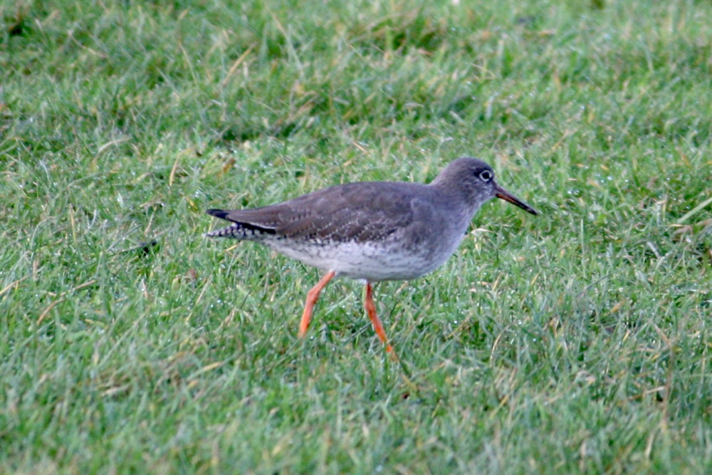 Redshank.