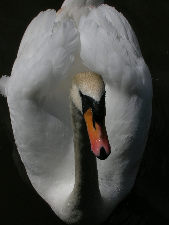 This beautiful Swan