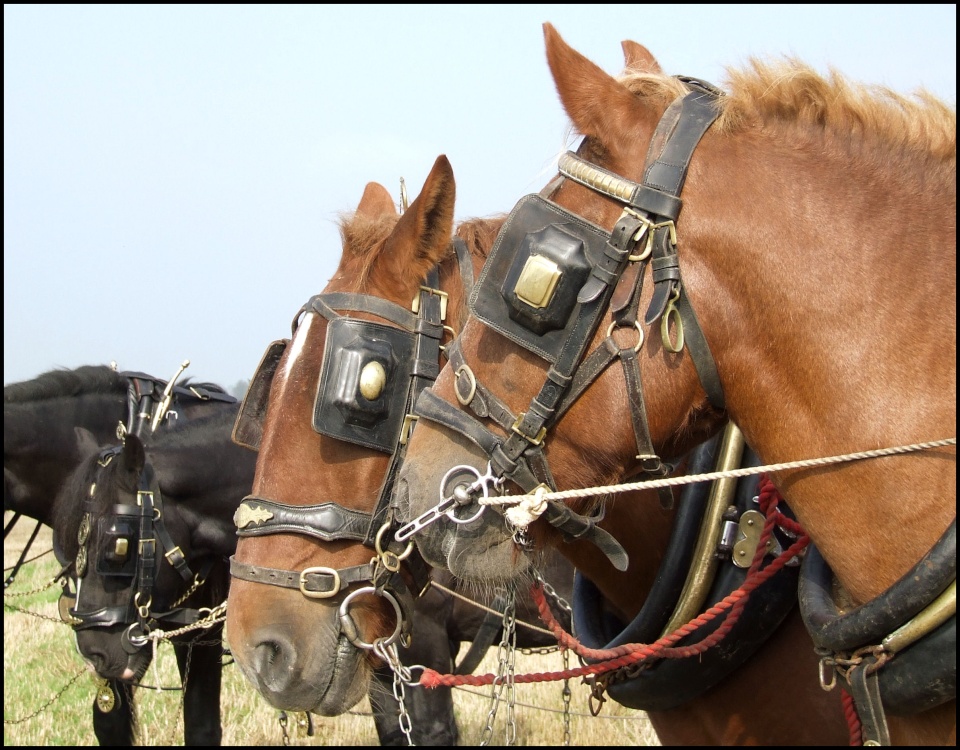 Plough Horses photo by daphne