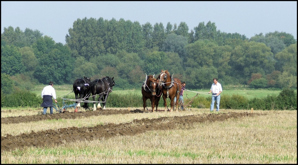 Ploughing Teams photo by daphne