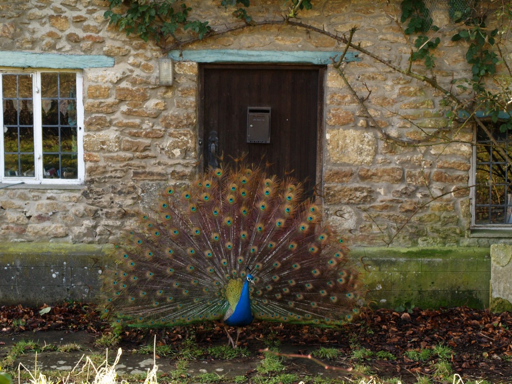 "Obliging peacock, Elsfield, near Oxford" by Tony Tooth at