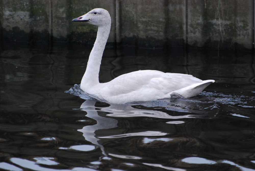 Whooper Swan