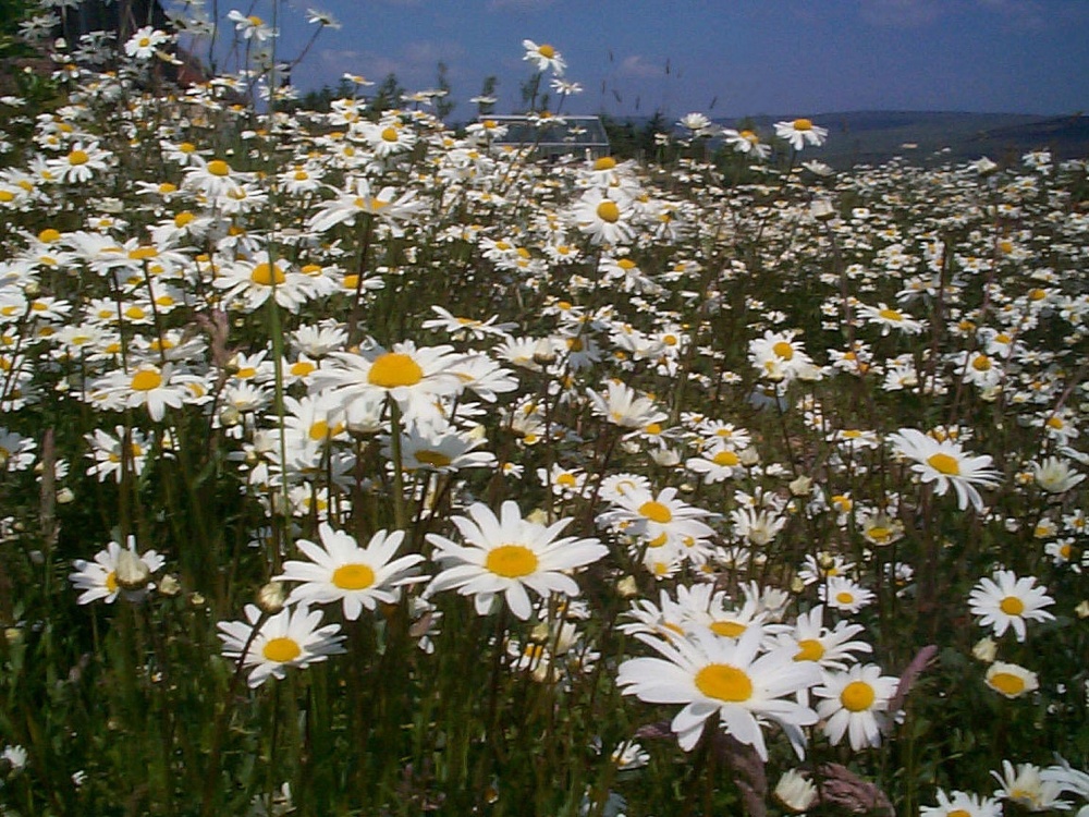 Photograph of The Daisy field