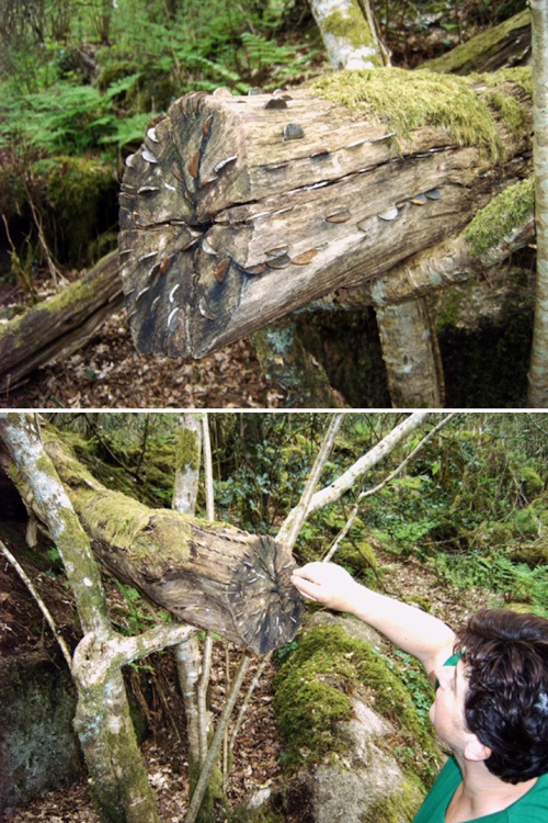 Money Tree - Becky Falls Woodland Park