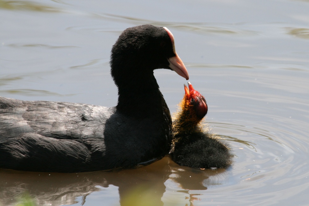 Photograph of Moorhen and Chick