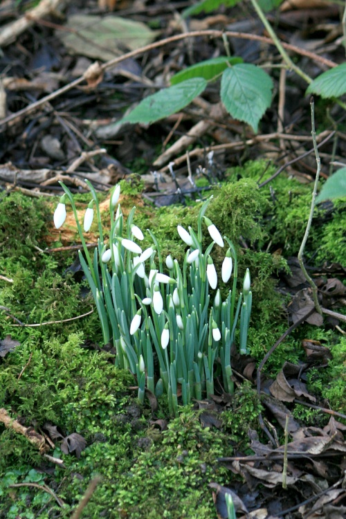 Snowdrops in Hawthorn Wood.