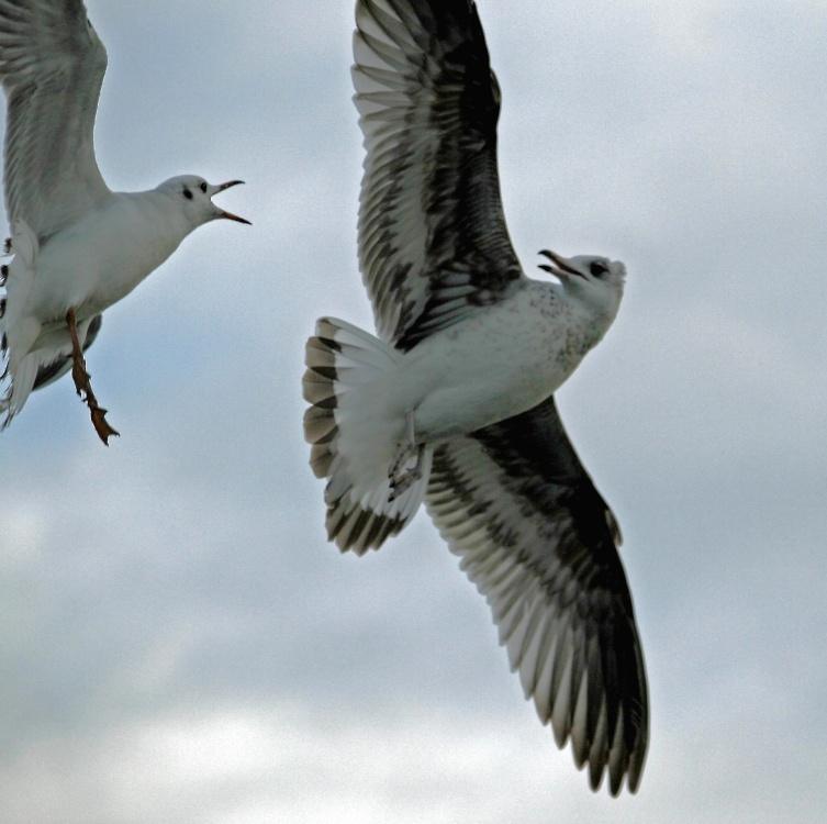 Gulls