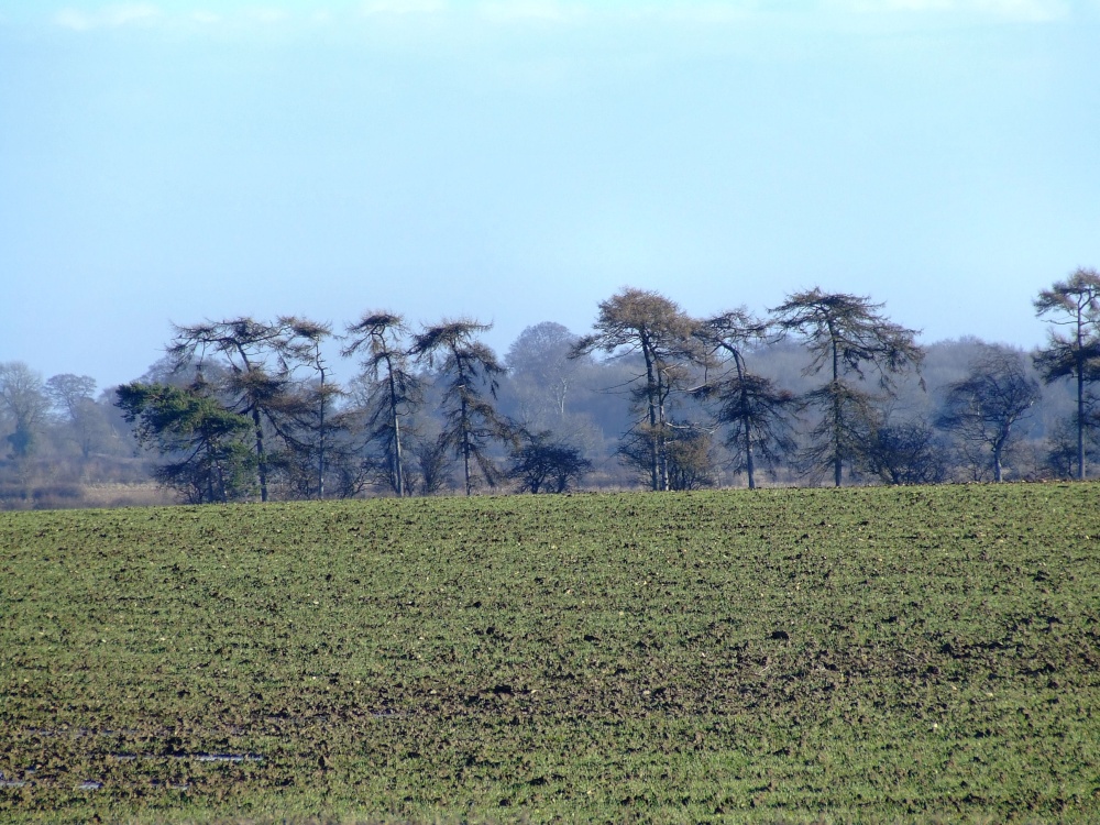 Windswept trees, Grantham