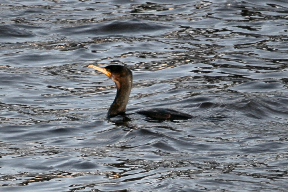 Cormorant.