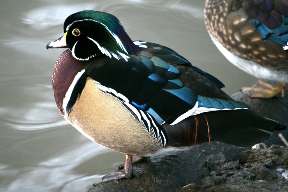 Wood Duck. photo by Roy Jackson