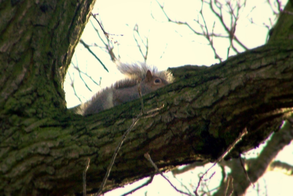 Photograph of Squirrel