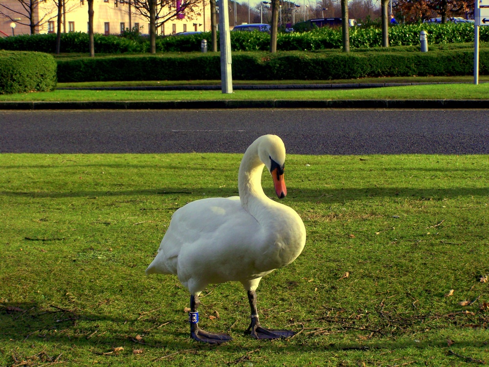 Photograph of Cheadle