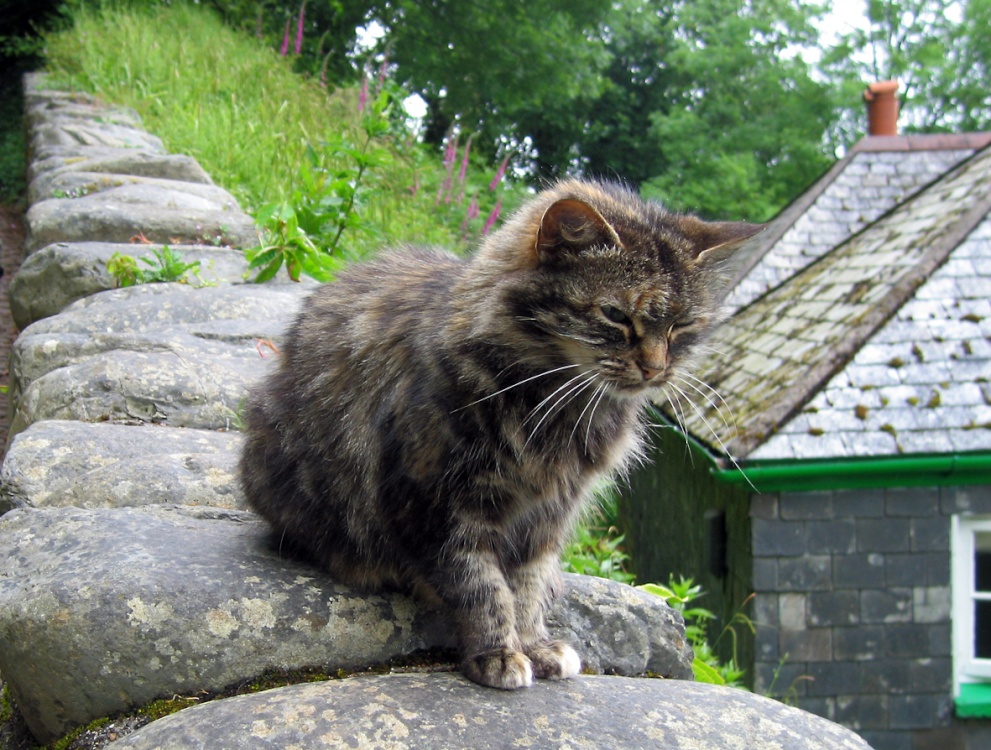 Photograph of Clovelly Cat