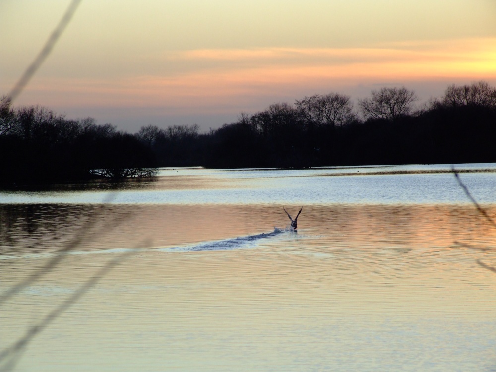 Flight at sunset