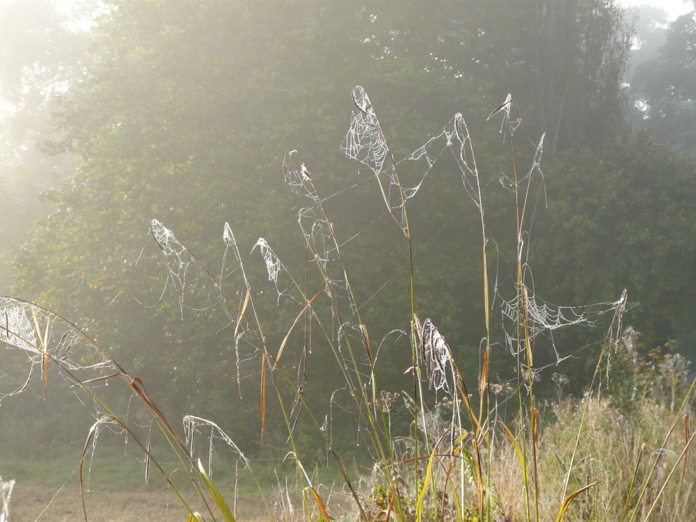Cobwebs